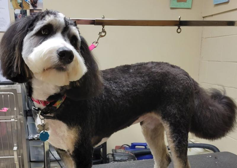 Countryside Animal Hospital Staatsburg veterinary hospital